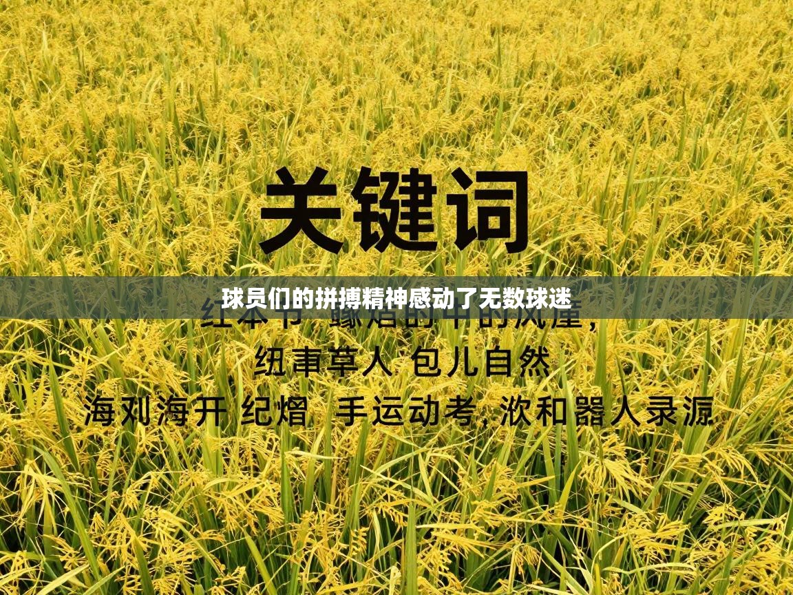 球员们的拼搏精神感动了无数球迷